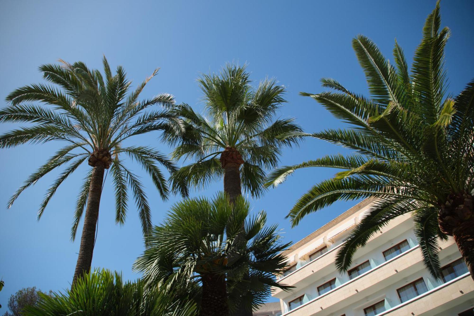 Hotel Son Caliu Spa Oasis Palmanova Kültér fotó